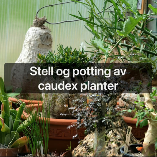 Stell og potting av caudex planter