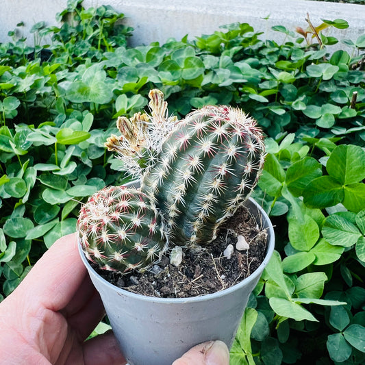 Echinocereus viridiflorus, 6 cm potte