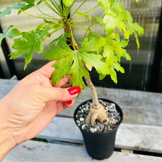 Cussonia natalensis