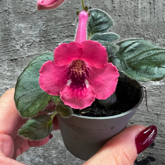 Sinningia SRG’s Peach Eruption hibrid 6