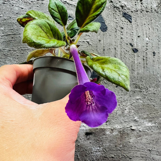 Sinningia SRG’s Paprika hibrid 3