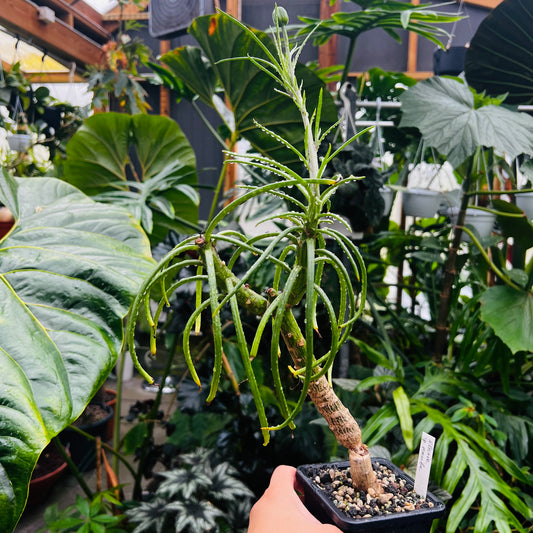 Kleinia sp.Bamba