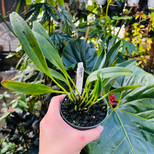 Masdevallia Dark Star