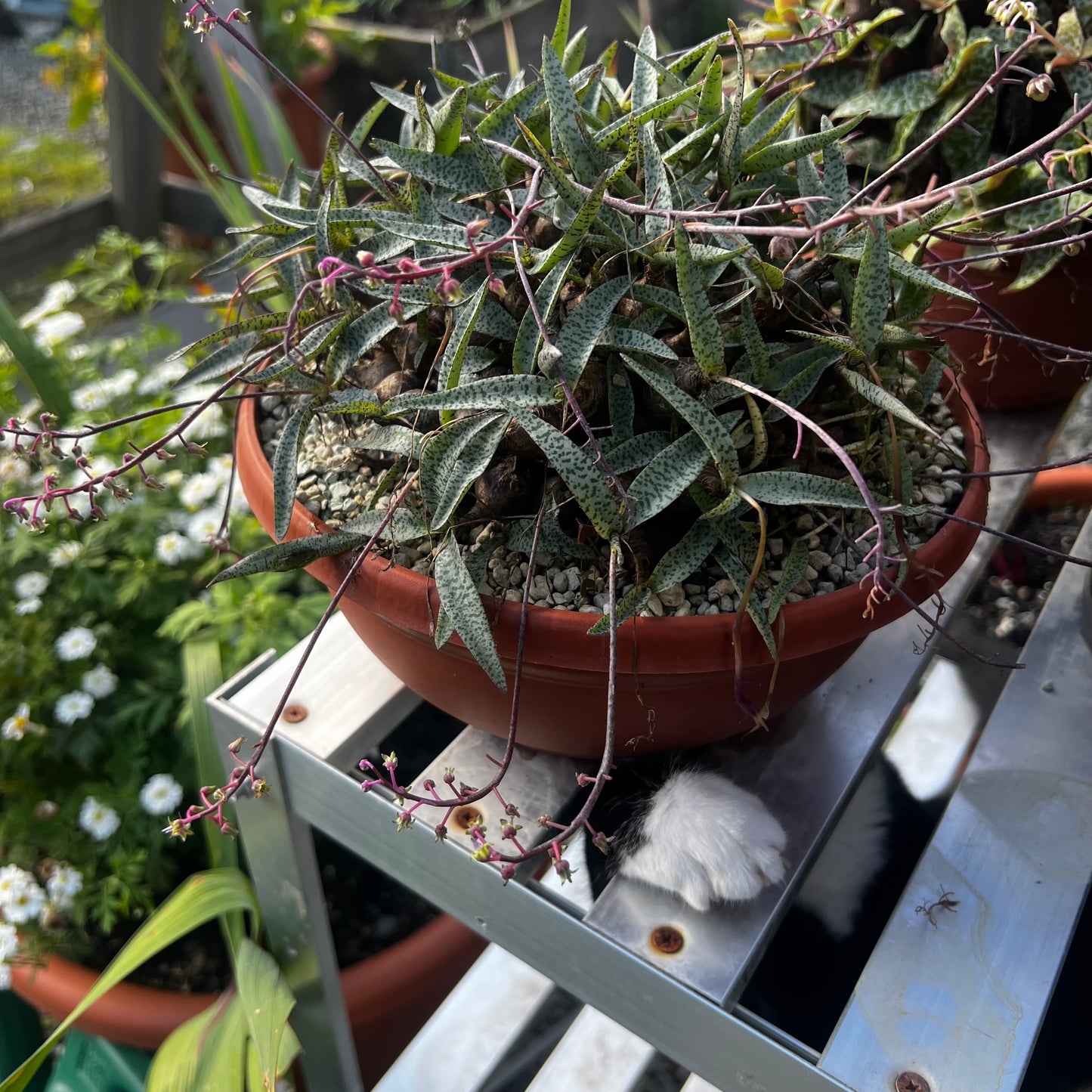 Ledebouria socialis var.minor, uroted delning