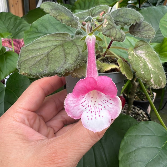 Sinningia SRG’s Lavender Eruption hibrid 5