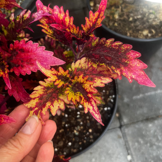 Coleus UTS Barracuda, uroted stikling