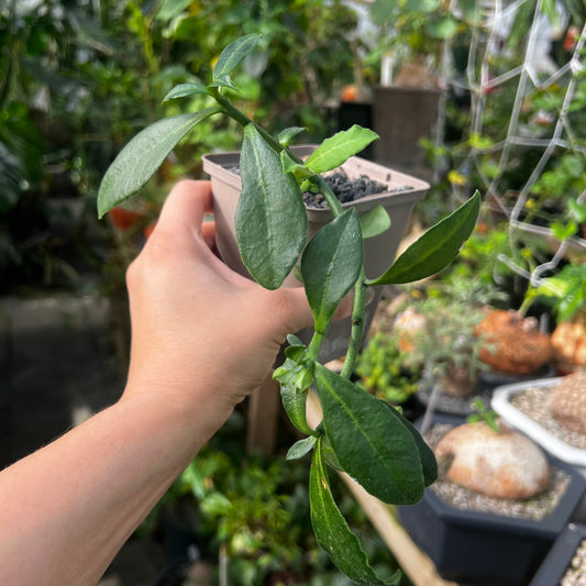 Monadenium aff.capitatum hairy leaf