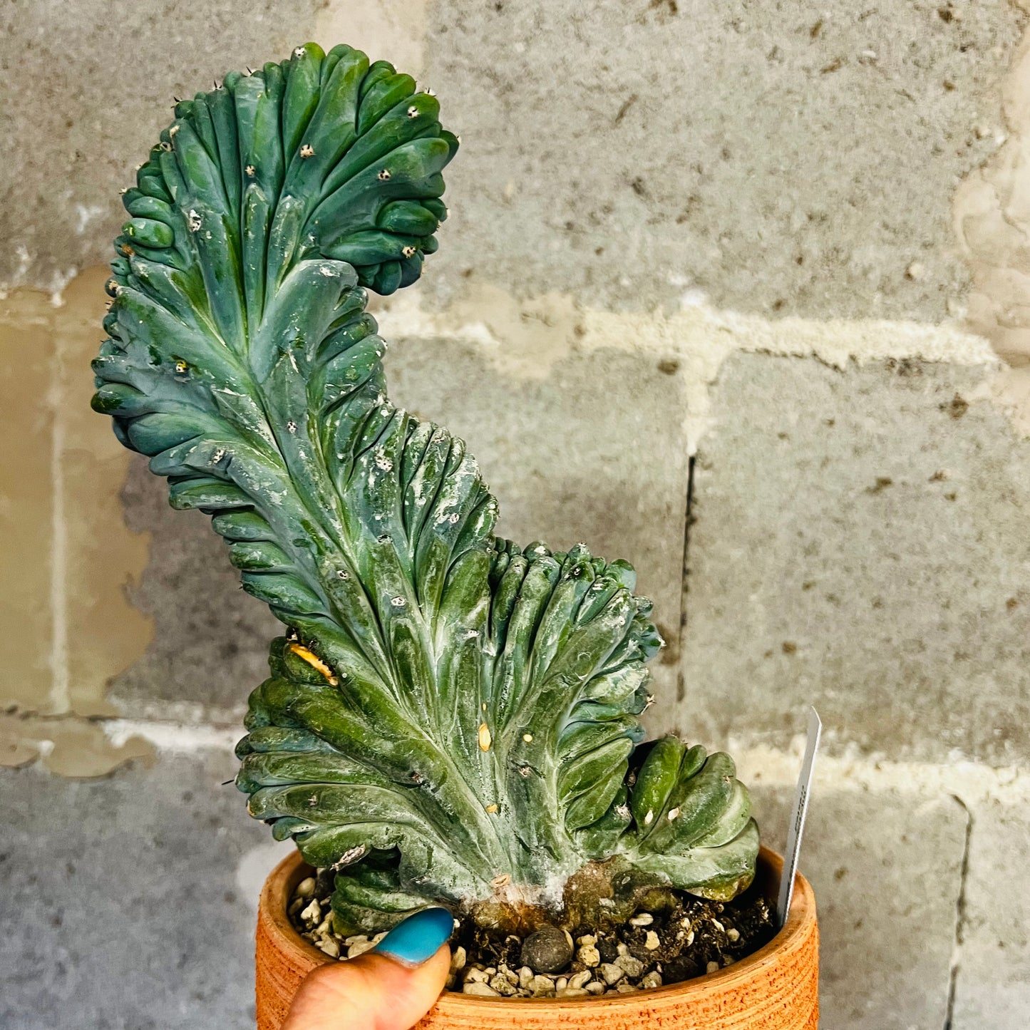 Myrtillocactus geometrizans f.cristata, 15 cm potte