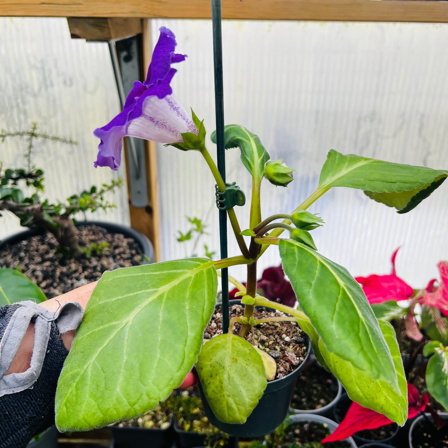 Sinningia speciosa hybrid 6