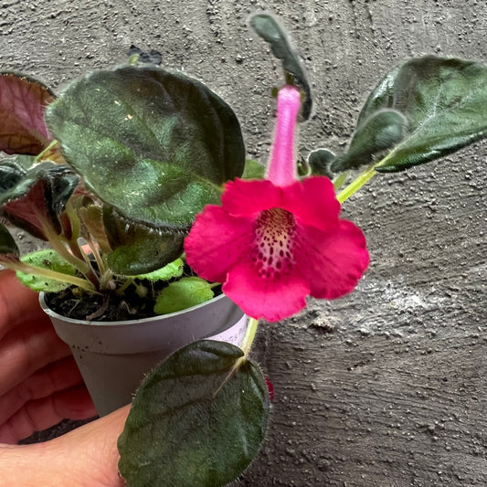 Sinningia SRG’s Peach Eruption hibrid 5