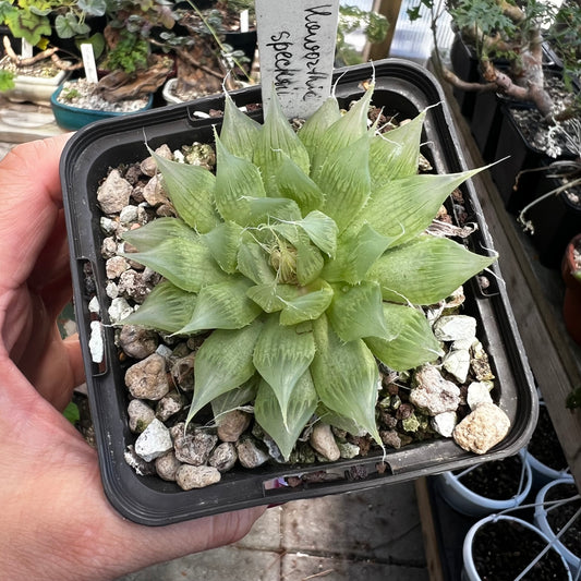 Haworthia specksii
