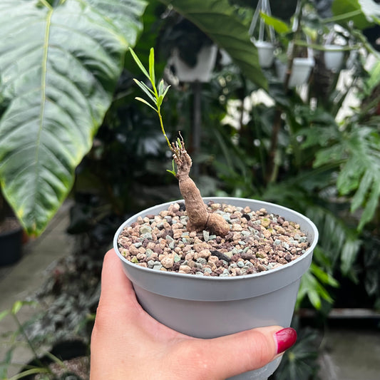 Euphorbia bongensis