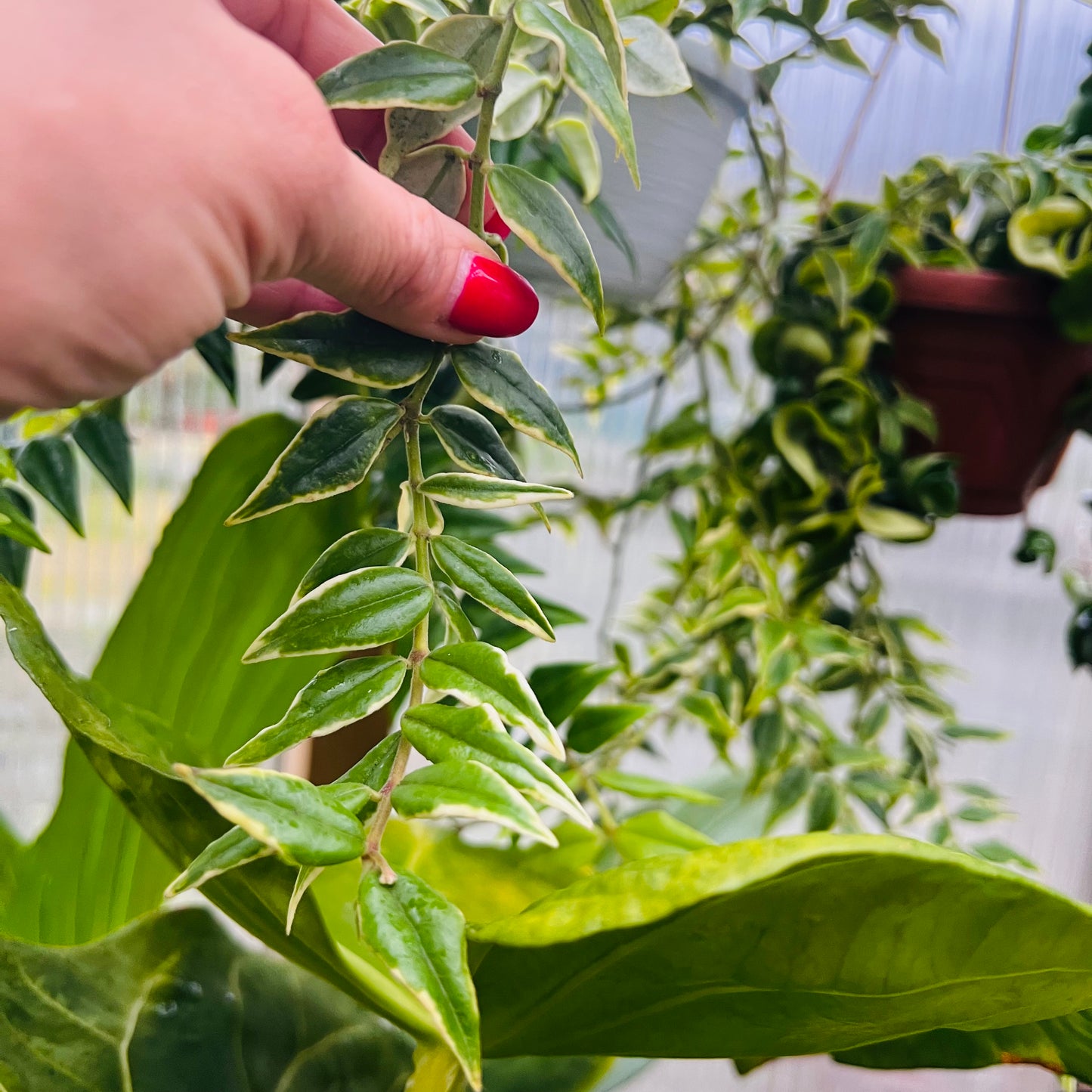 Hoya bella f.marginatovariegata, uroted stikling