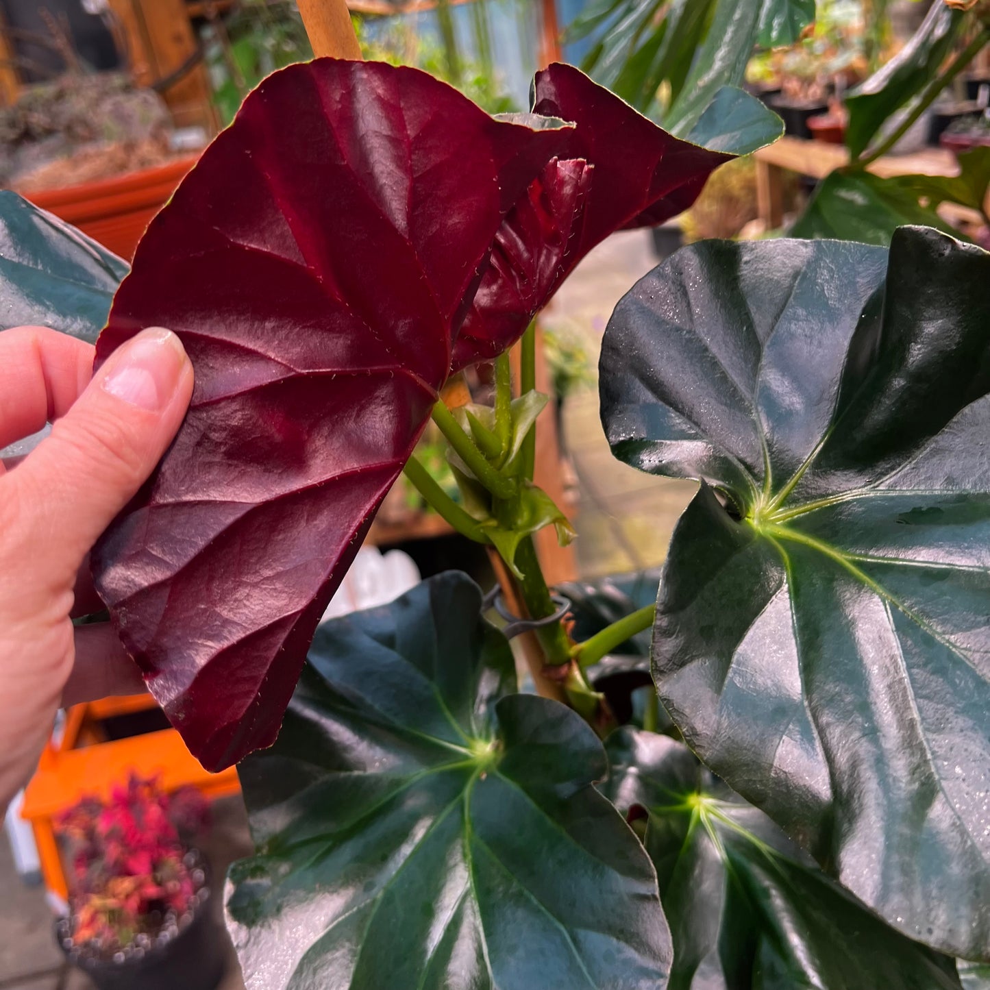 Begonia Alice Faye, uroted blad