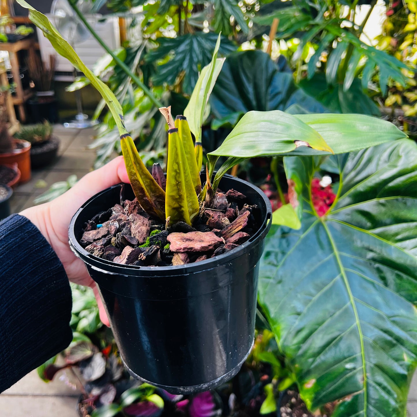 Bifenaria verboonenii