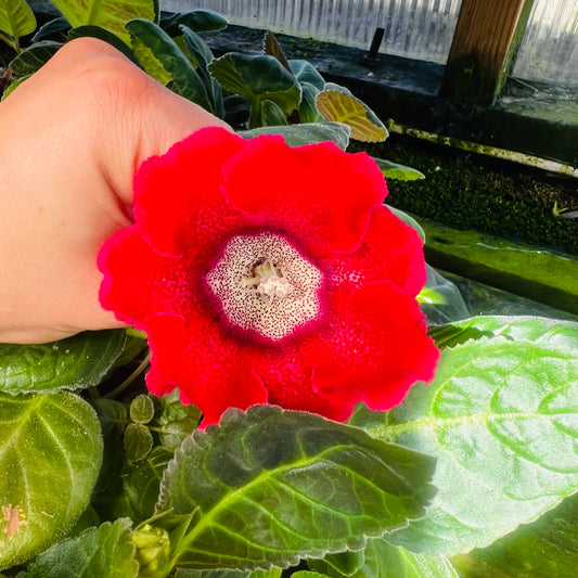 Sinningia speciosa RF-Minerva hibrid 1