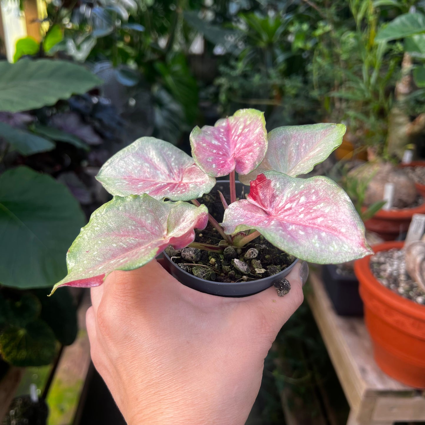 Caladium hybrid 7
