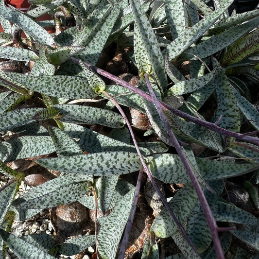 Ledebouria socialis var.minor, uroted delning