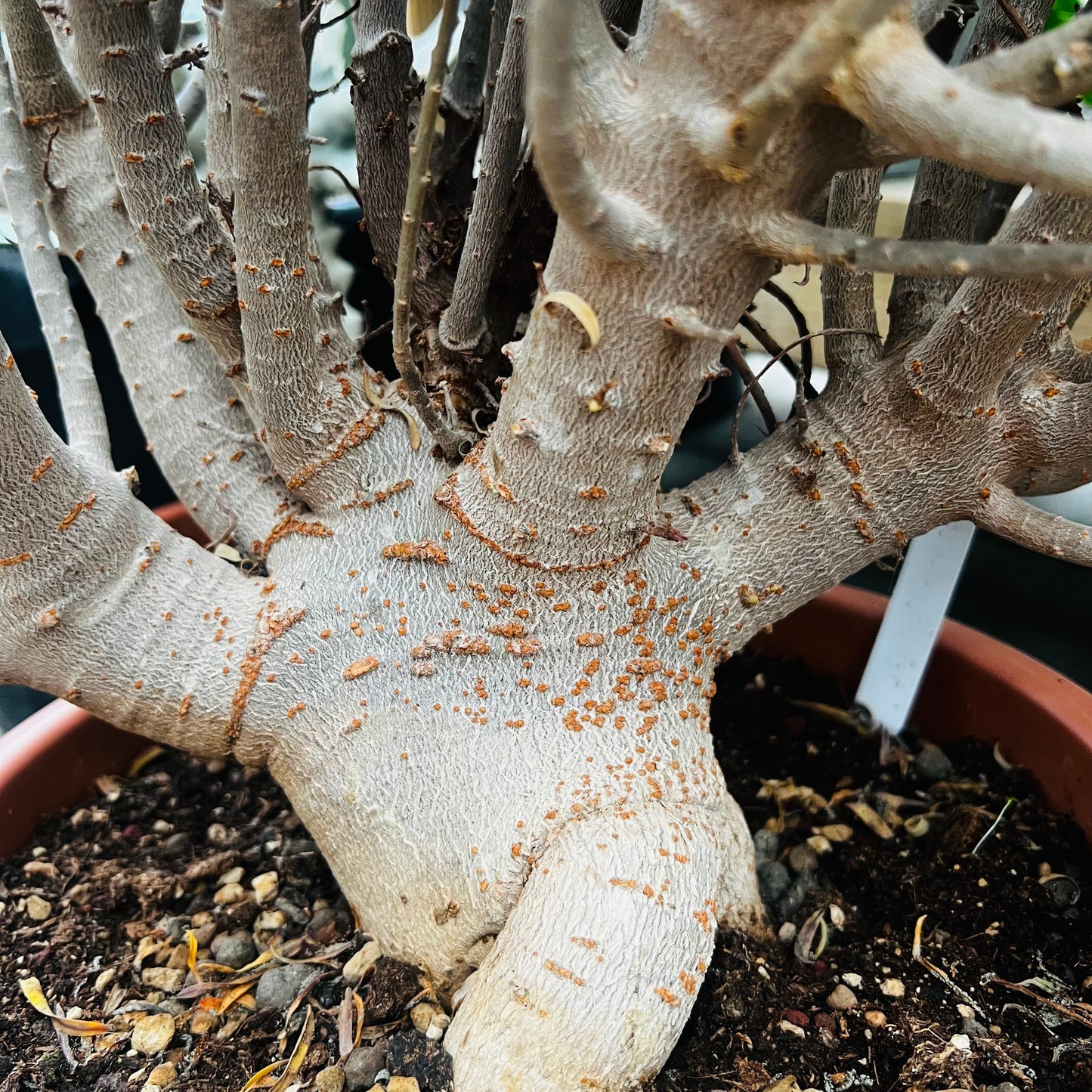 Euphorbia balsamifera, 20 cm potte