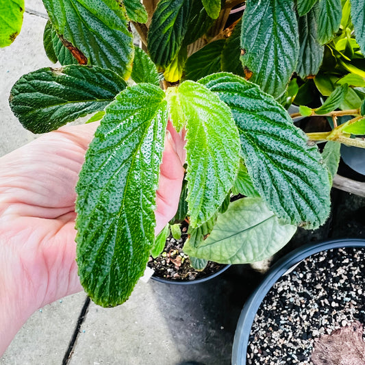 Begonia sp.I.P., uroted stikling