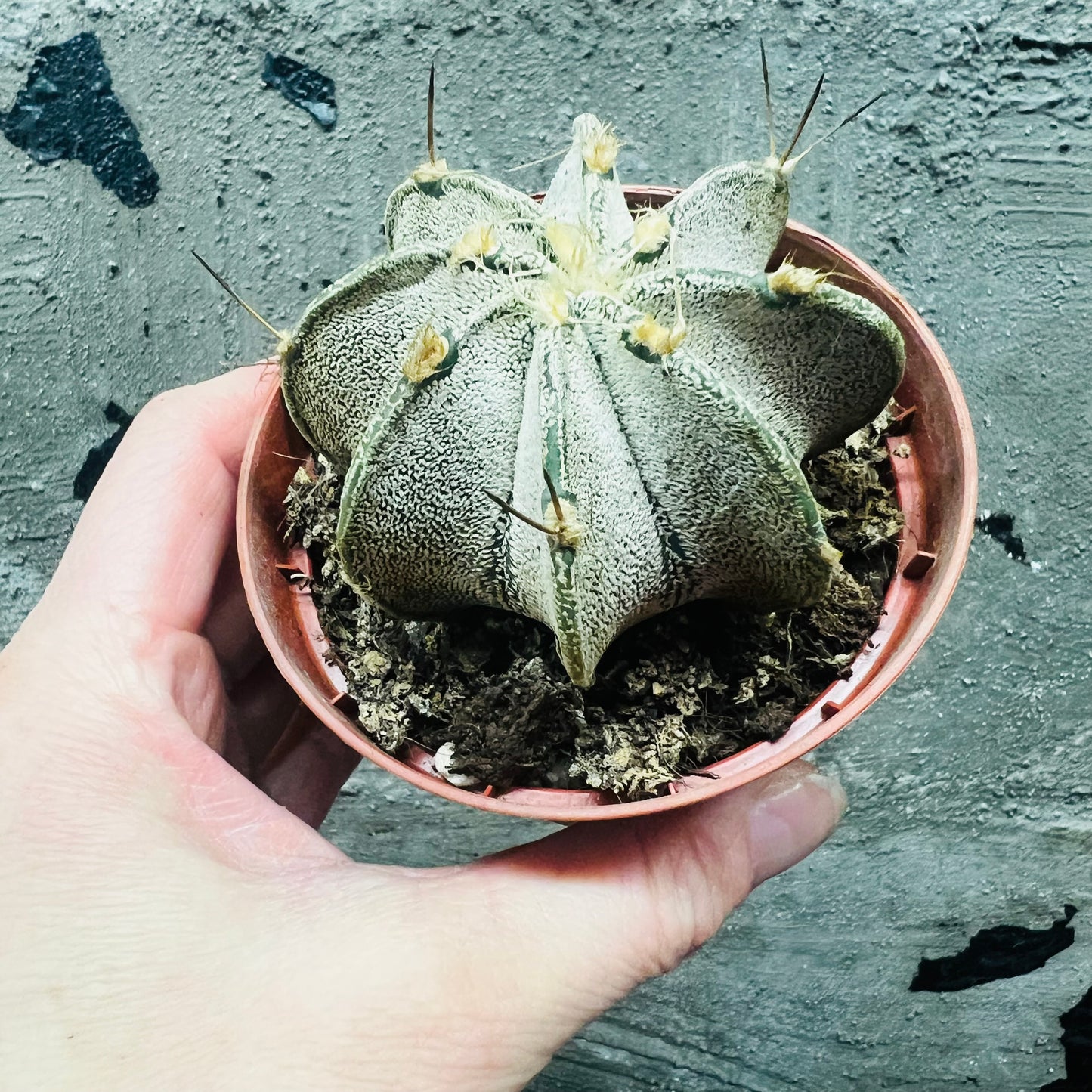 Astrophytum capricorne, 8 cm potte