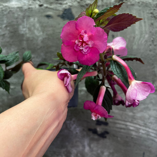 Achimenes Nia, 8 cm potte