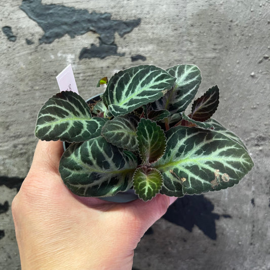 Sinningia speciosa Split corola x self, 8 cm potte