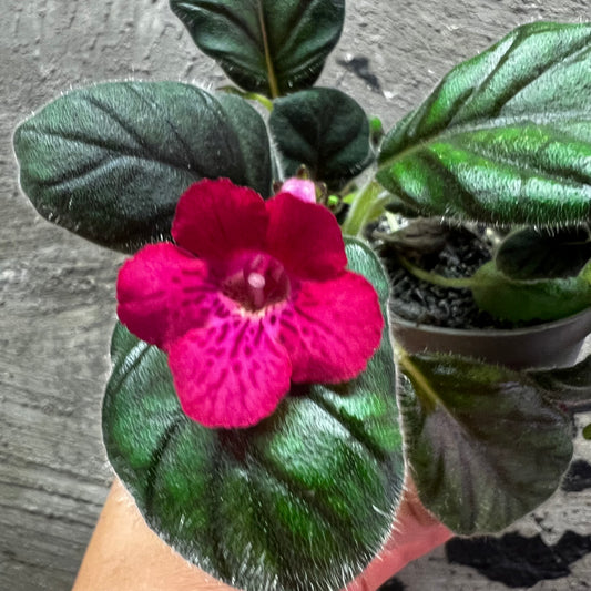 Sinningia SRG’s Paprika hibrid 7