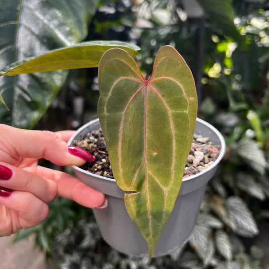Anthurium Indo Portillae x HU/King of Spades