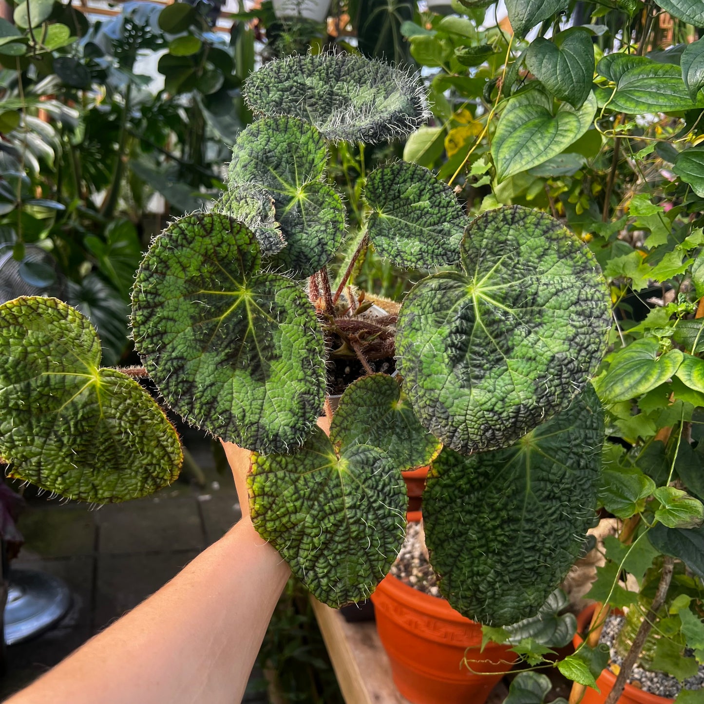 Begonia sizemoreae
