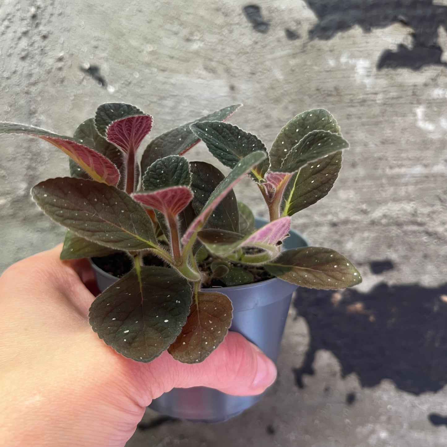 Gloxinia erinoides Red Satin, 8 cm potte