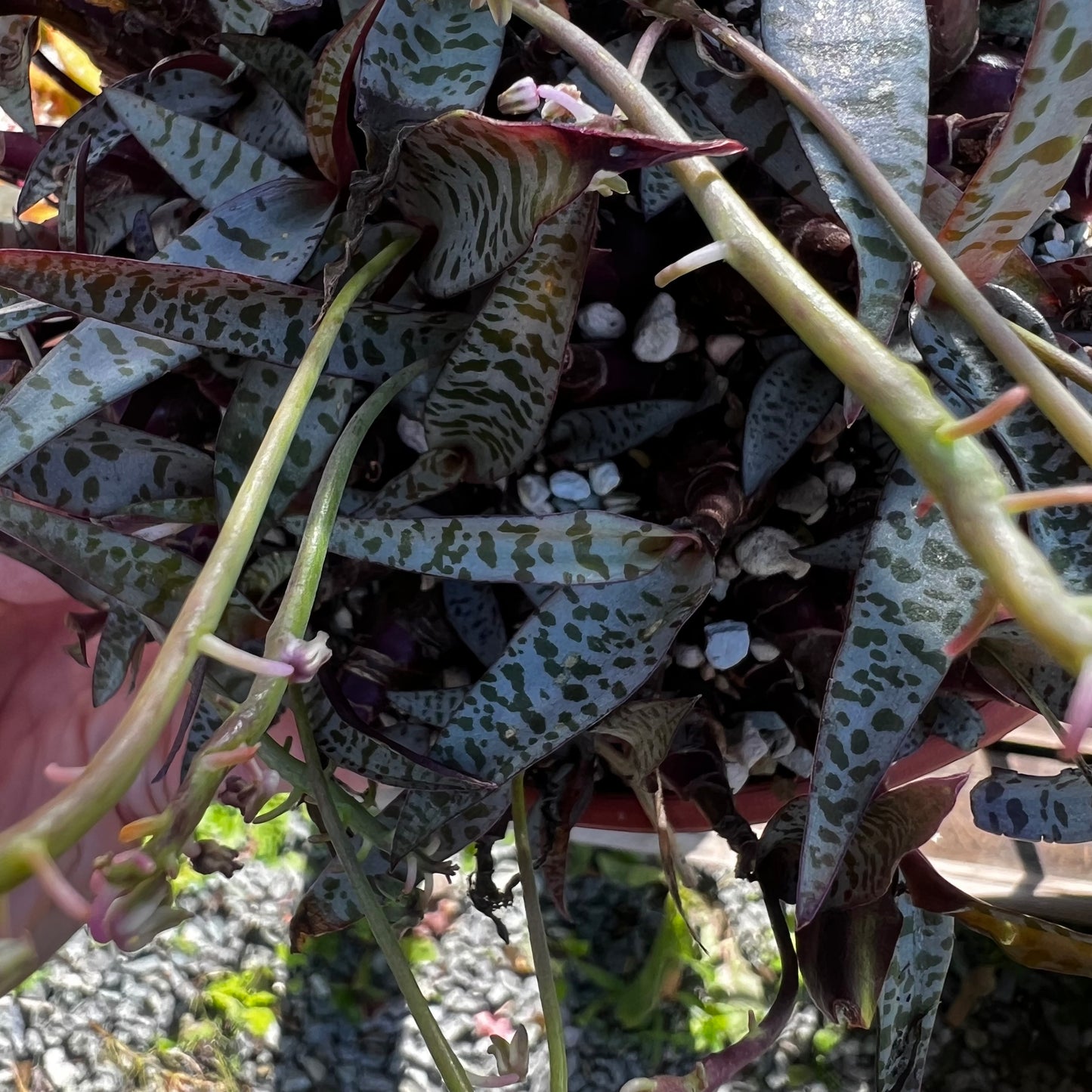 Ledebouria socialis 2, uroted delning