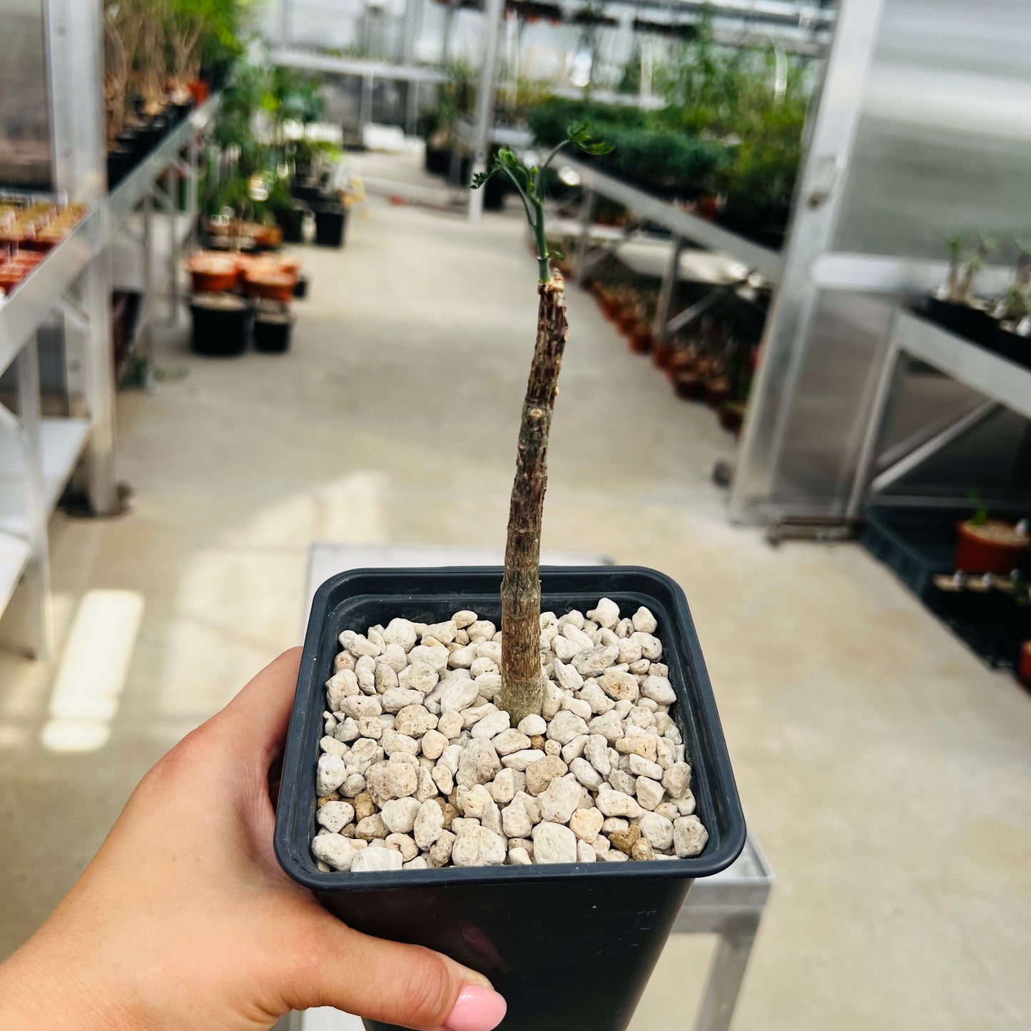 Adenia perrieri, barroted plante