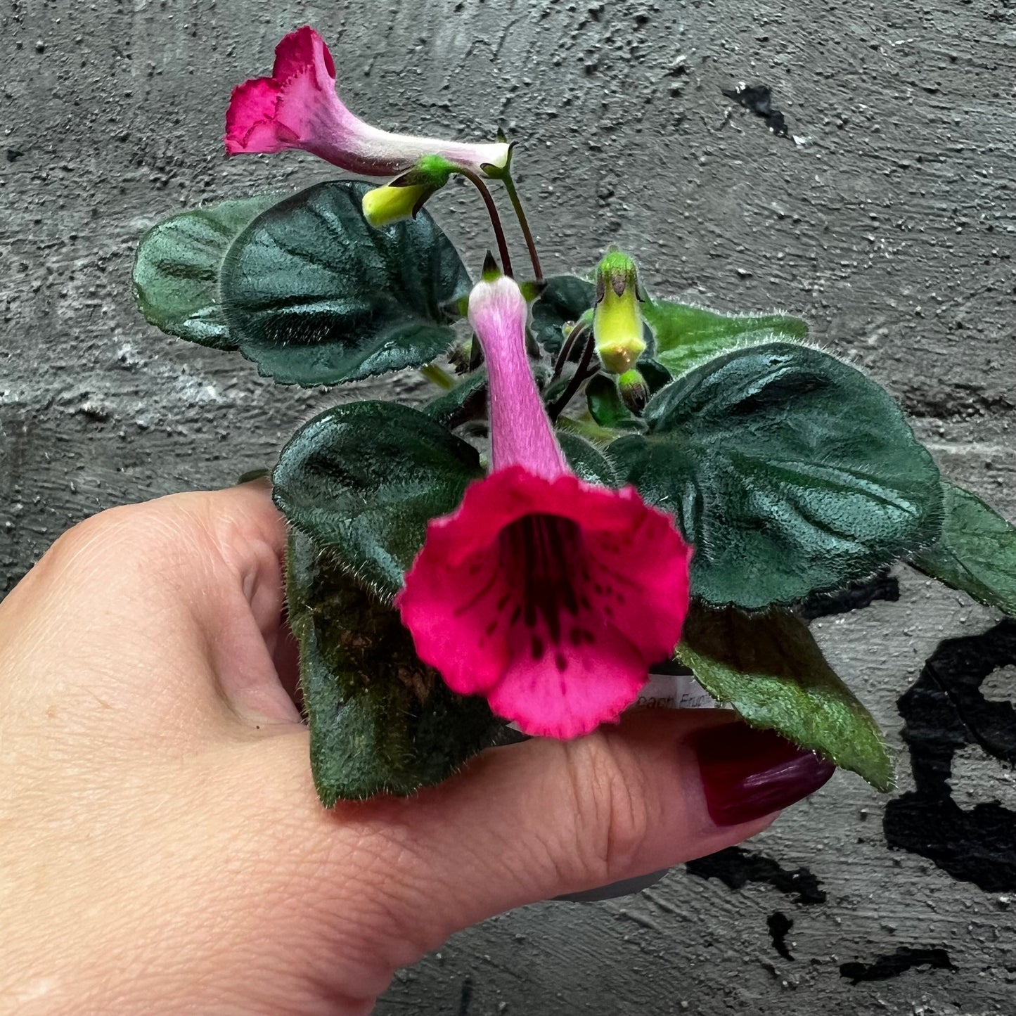 Sinningia SRG’s Peach Eruption hibrid 8