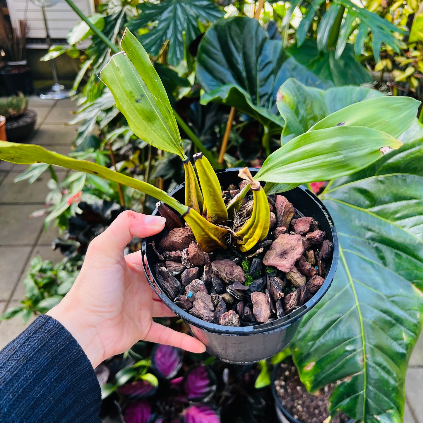 Bifenaria verboonenii