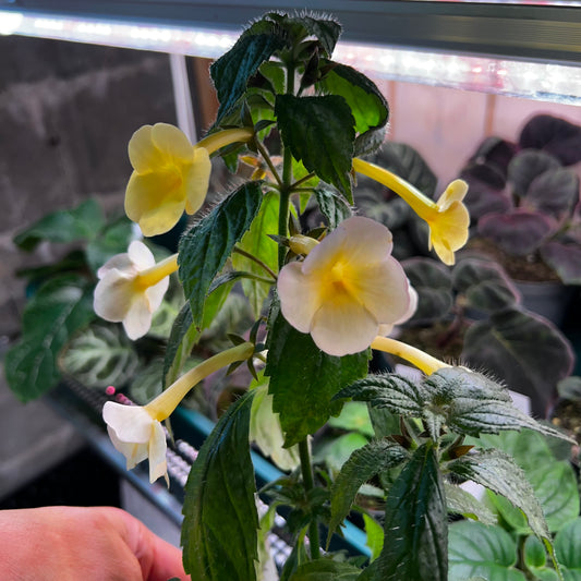 Achimenes Himalayan Sunrise, 8 cm potte