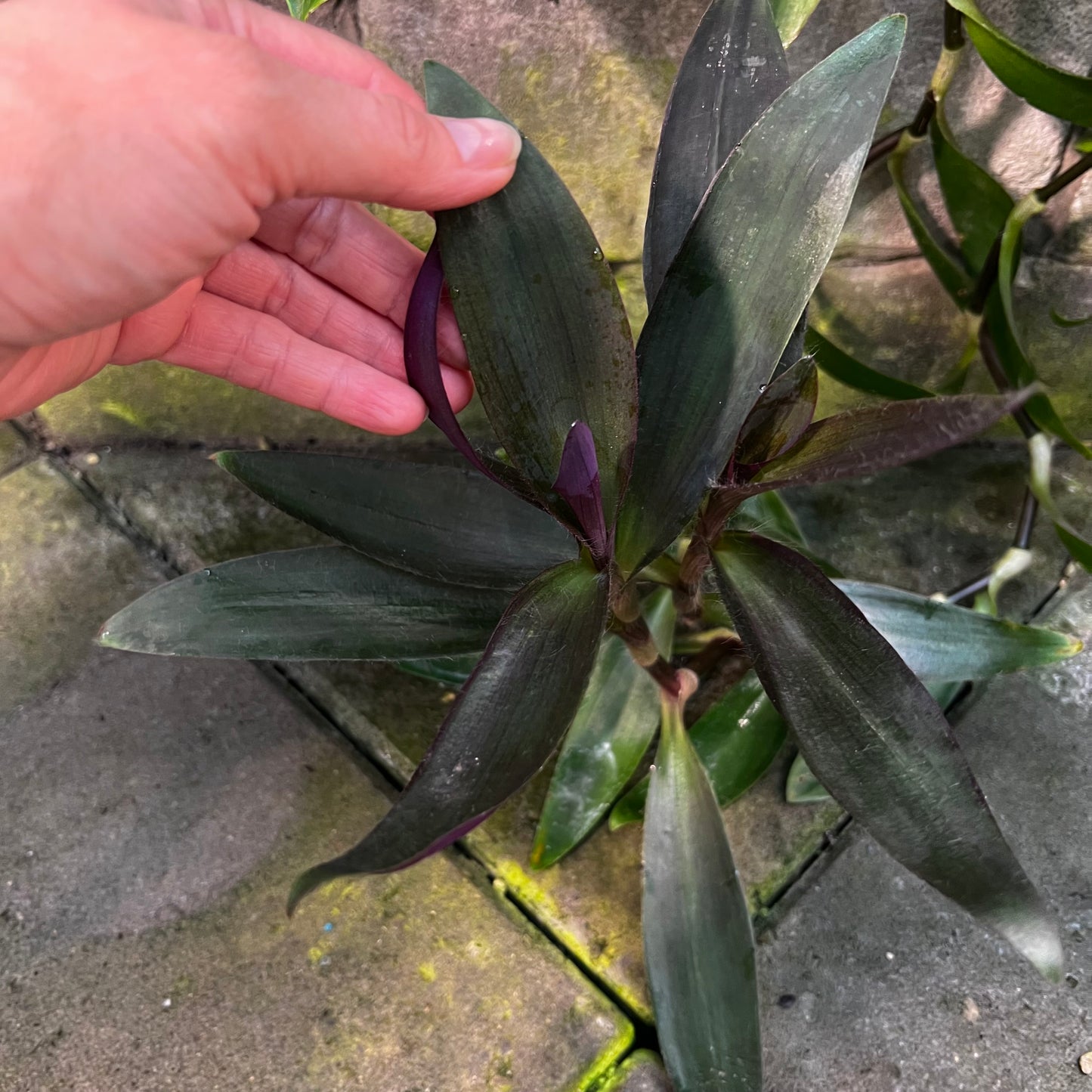 Tradescantia pallida, uroted stikling