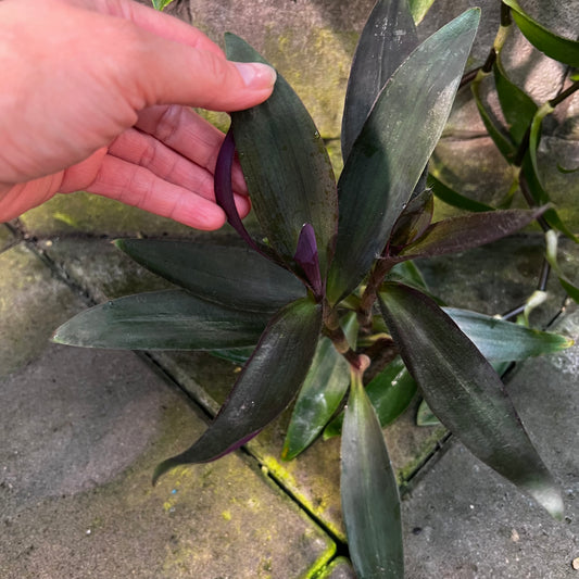 Tradescantia pallida, uroted stikling