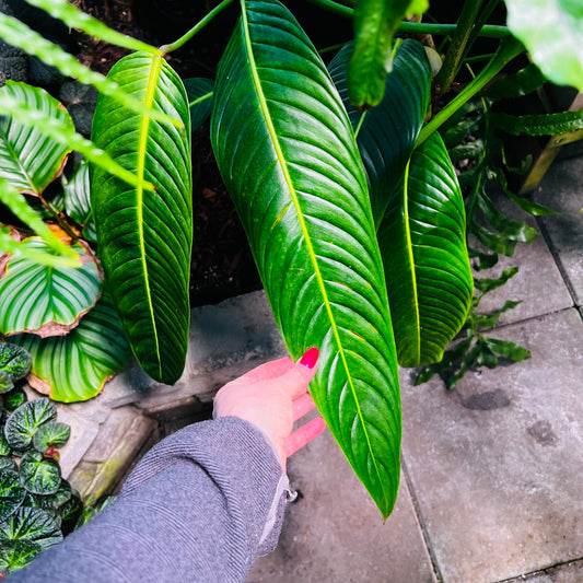 Philodendron heterocaspedon, uroted stikling med 1 nodie
