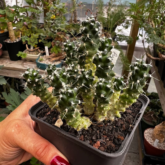 Puna subterranea