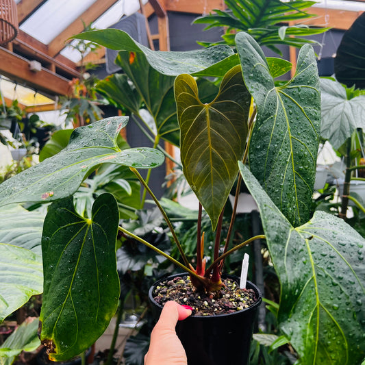 Anthurium Royalty