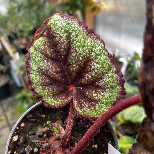 Begonia Rainbow