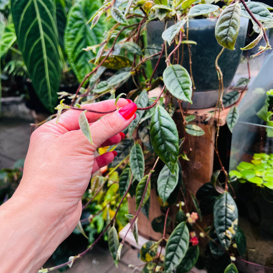 Columnea minor, uroted stikling