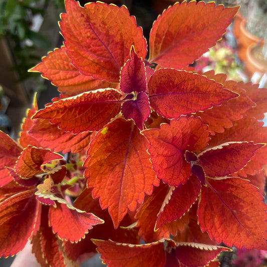 Coleus Rusty Orange, uroted stikling