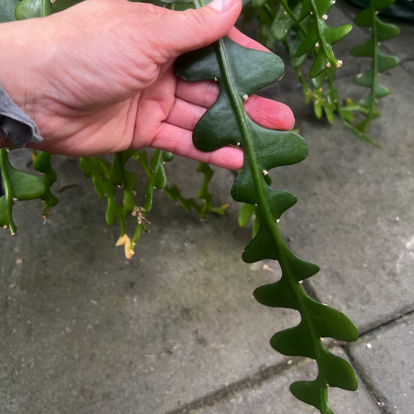 Epiphyllum anguliger, uroted stikling
