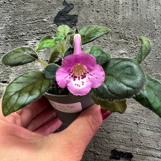 Sinningia Ozark’s Rosy Tiger hibrid 1