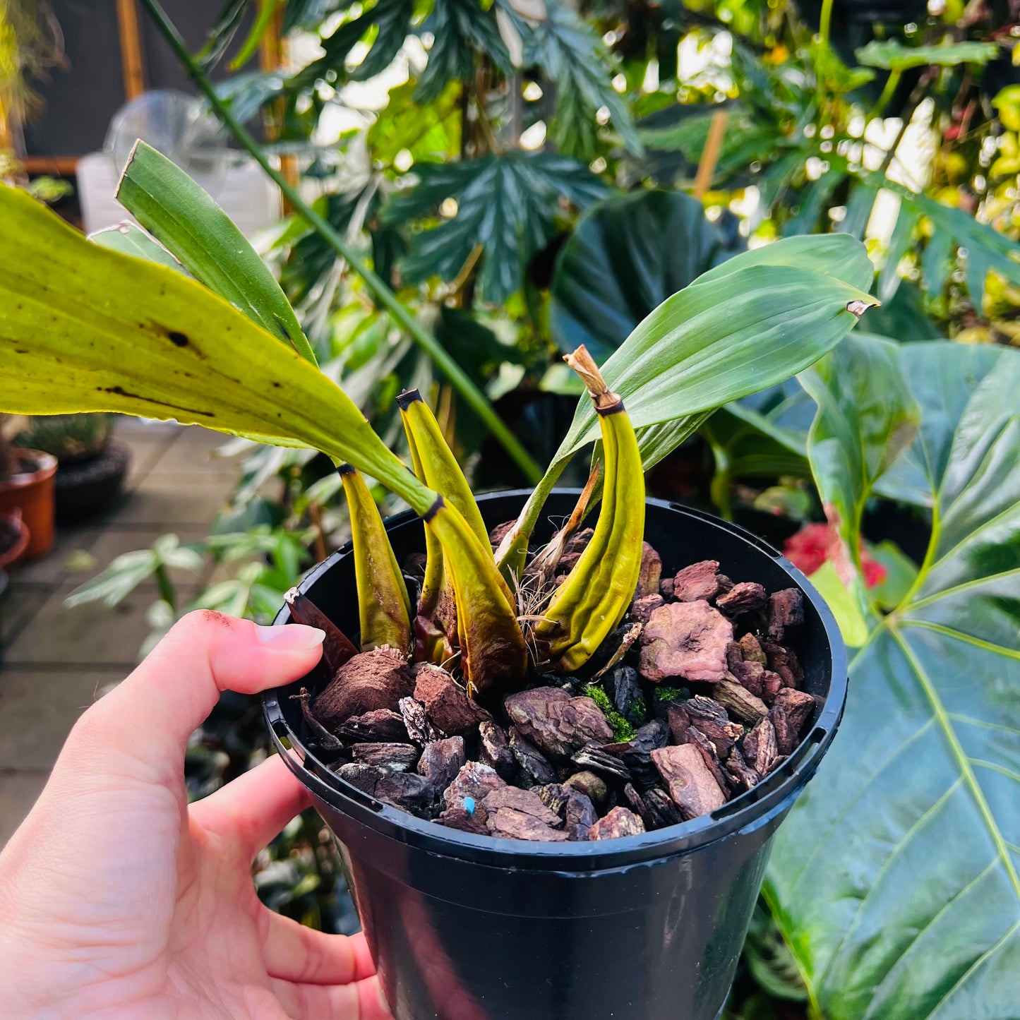 Bifenaria verboonenii