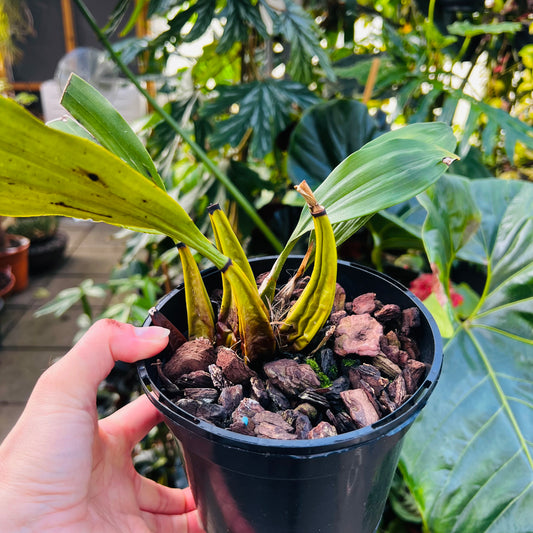 Bifenaria verboonenii
