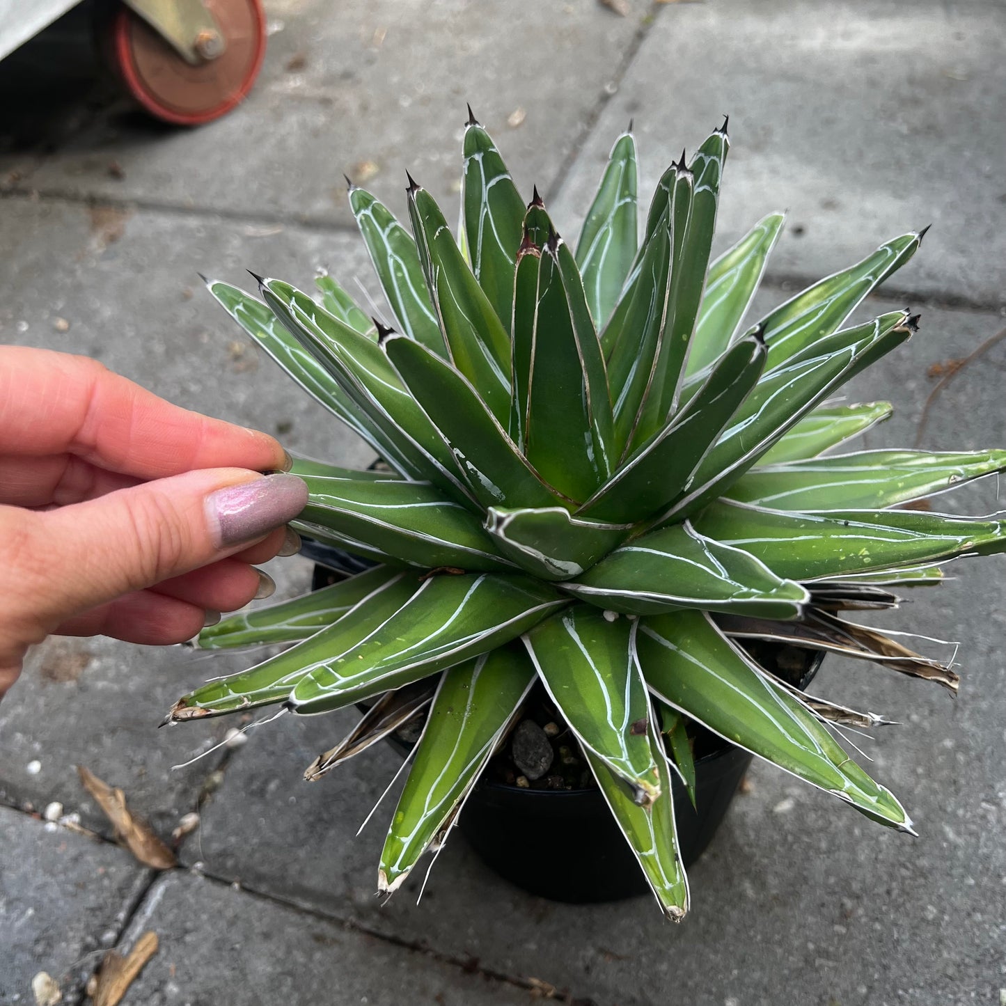 Agave victoria-reginae kazo bana