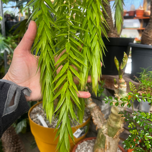Ceratostemma rauhii, uroted stikling